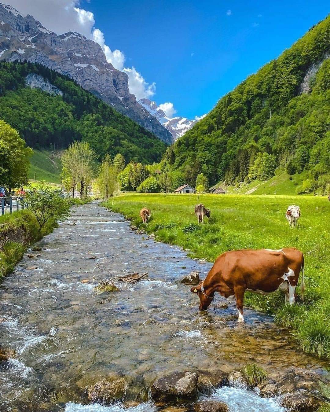 Cows Drinking from a Stream, representing agricultural resilience