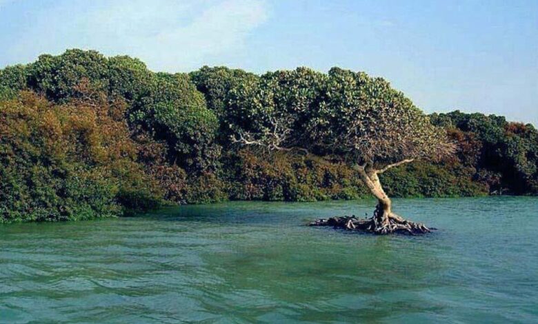 Mangrove tree in coastal waters, representing marine ecosystems